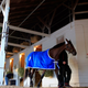 Illustration for article titled How the Horses in the Kentucky Derby Got Their Names